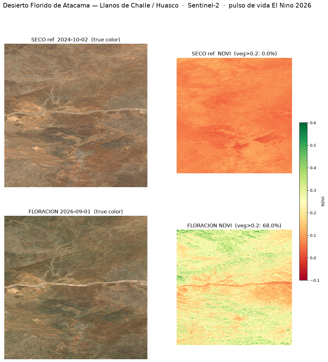 Comparación true-color y NDVI del sector Llanos de Challe: seco 2024 vs floración 2026