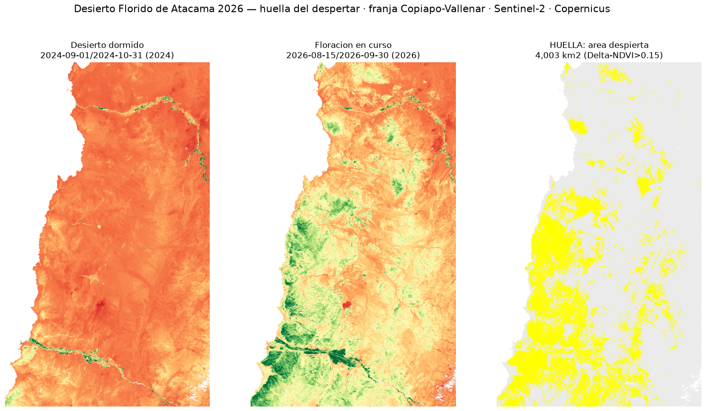 Huella del área reverdecida en la franja Copiapó–Vallenar por Δ-NDVI Sentinel-2